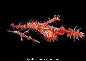 Together
Nikon D200 . 60 micro, twin strobo
Dumaguete 2011 by Marchione Giacomo 